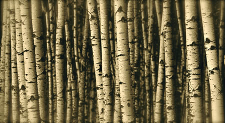 THE SCENT OF BIRCH TAR