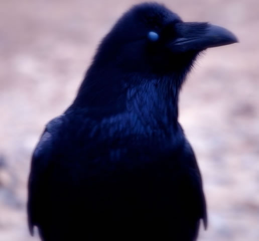 The Raven, a telling
