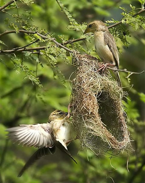 The nest, the egg, the weaving of the Matrix