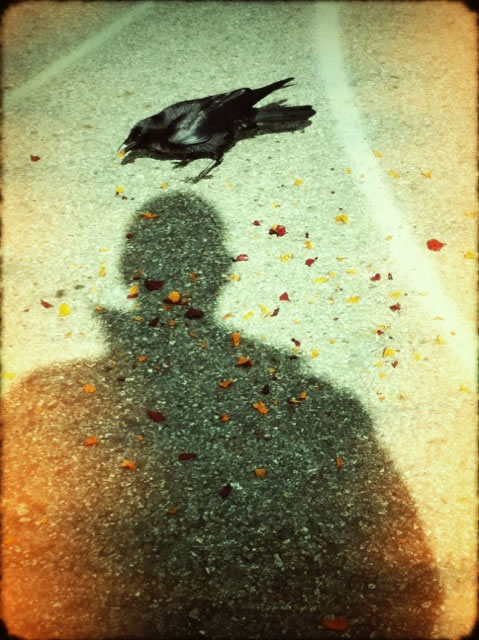 Ravening | A love of the family of Crows
