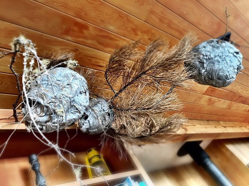 WEAVING IDEAS | THE SYMBOLISM OF THE NEST