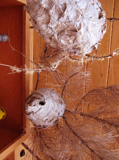 WEAVING IDEAS | THE SYMBOLISM OF THE NEST