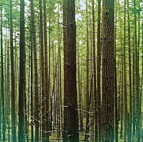 DEEP FOREST | THE METAPHORS OF THE WOODS