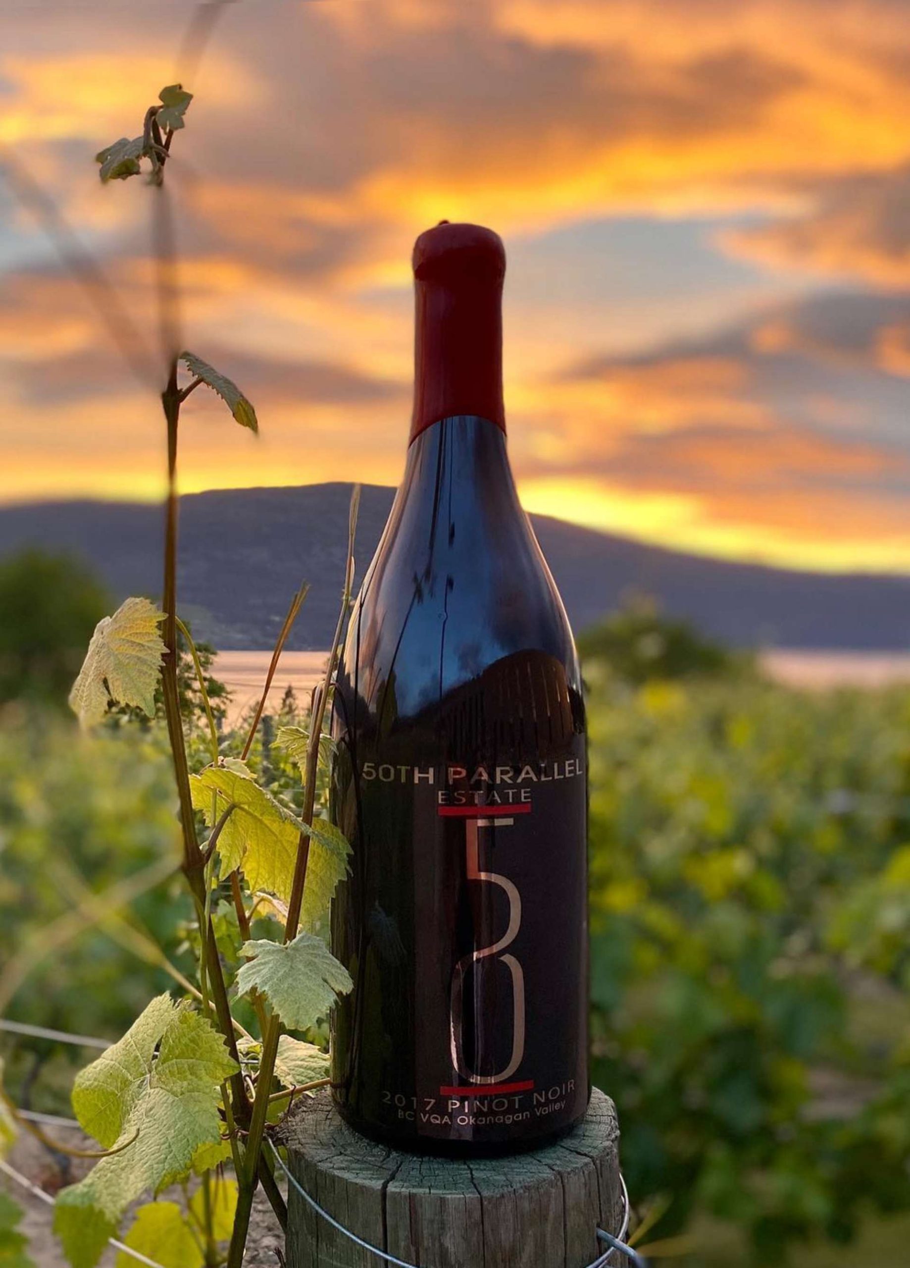 50th-parallel-bottle-sunset-2023
